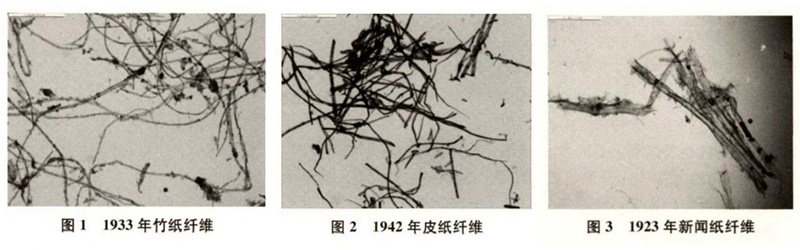 竹紙、皮紙、新聞紙纖維圖譜